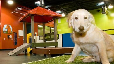 Doggy Daycare Services