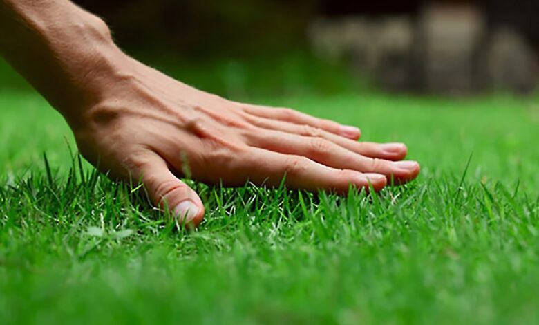 Landscaping And Lawn Care